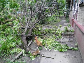 В Луганске аварийное дерево чуть не убило пенсионерок фото