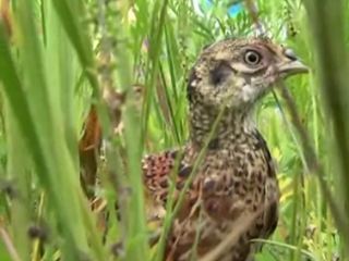 На Луганщине охотники занялись разведением фазанов видео