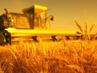 Урожай зерновые установят рекорд