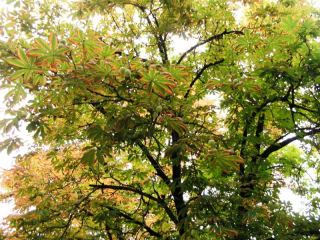 В Луганске вырубят все каштаны