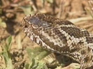 Луганскую область атакуют ядовитые змеи