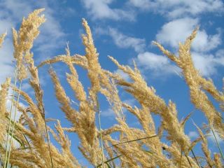 Погода в Луганске на завтра  августа