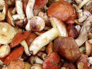 Отравление грибами: симптомы и профилактика 