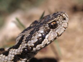 Укусы змей что делать чтобы выжить