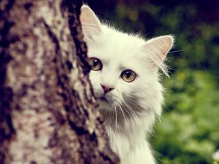 На Луганщине спасатели смыли с дерева элитного кота (видео) 