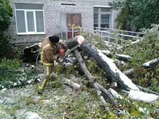 Из-за снега в Луганской области рухнули 32 дерева (фото)