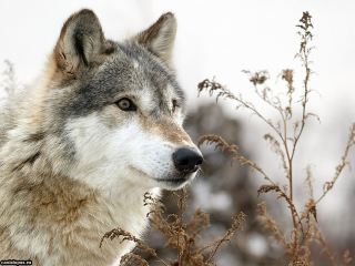 Село на Луганщине терроризируют волки