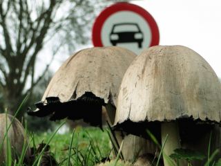 В Луганской области три человека умерли от отравления грибами 