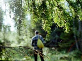 На Луганщине милиция искала грибника, заблудившегося в лесу 