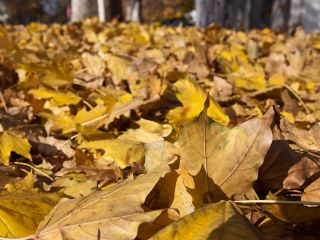 До середины ноября в Украине будет тепло