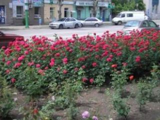 В Луганске высадят  тысяч роз