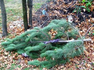 Заготовщика новогодних елок поймали на Луганщине фото