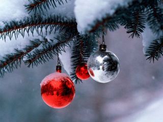 Жители Луганской области смогут купить новогоднюю елку за 50 гривен