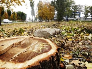 Незаконная вырубка деревьев в квартале Якира в Луганске Кто будет наказан