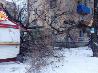 В Луганске на Блинок упало дерево фото