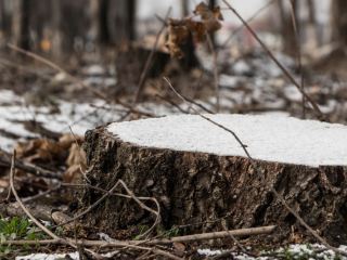 Парк влюбленных превратился в пустырь мультимедийная история